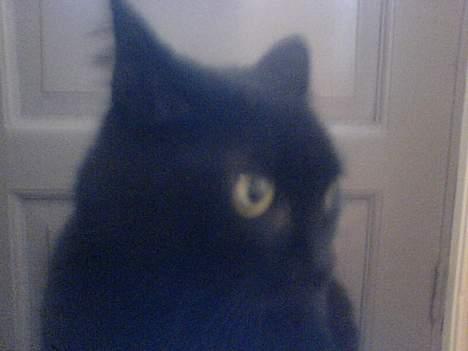 Huskat Mille (NKH's kat) - jeg er sur, lad miiq være!! billede 5