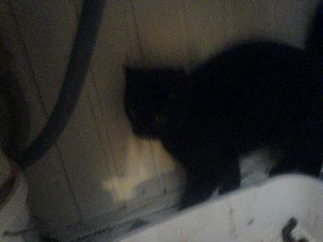 Huskat Mille (NKH's kat) - ja det var så en væg billede 6