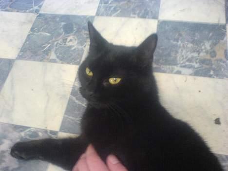 Huskat Mille (NKH's kat) - aaaaa her ligger jeg jo godt=) billede 7