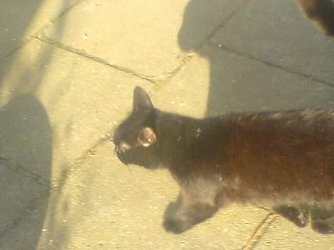 Huskat Mille (NKH's kat) - udenfor "kan jeg virkelig ikke slippe af med diiq" billede 8