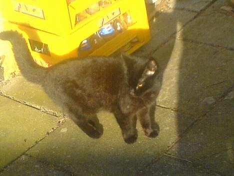 Huskat Mille (NKH's kat) - profilbillede billede 9