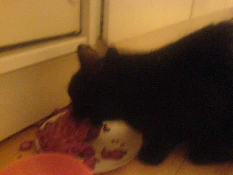 Huskat Mille (NKH's kat) - æde<3 billede 10