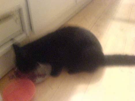 Huskat Mille (NKH's kat) - stadig æde billede 11