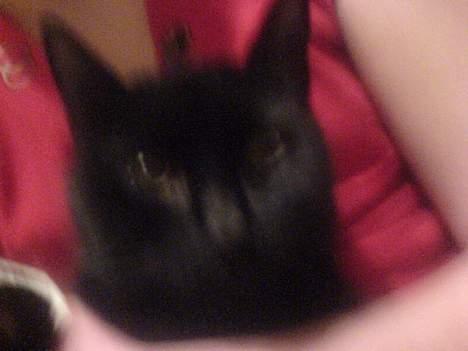 Huskat Mille (NKH's kat) - hejsa billede 12