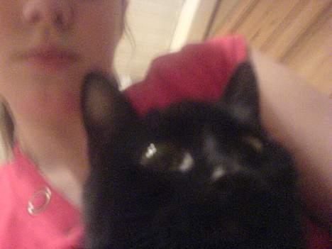 Huskat Mille (NKH's kat) - babyfacet igen=) billede 13