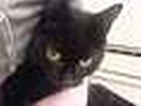 Huskat Mille (NKH's kat) - hej igen billede 14