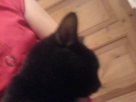 Huskat Mille (NKH's kat) - nu vil jeg altså væk billede 15