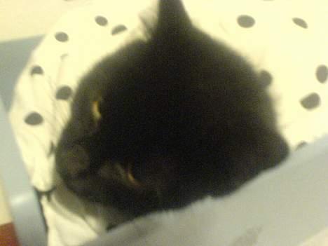 Huskat Mille (NKH's kat) - er jeg ike bare nuttet.. hun ligger i en dukkeseng billede 16