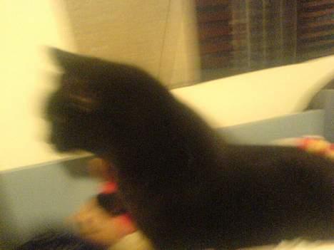 Huskat Mille (NKH's kat) - jeg er den der er smuttet billede 17