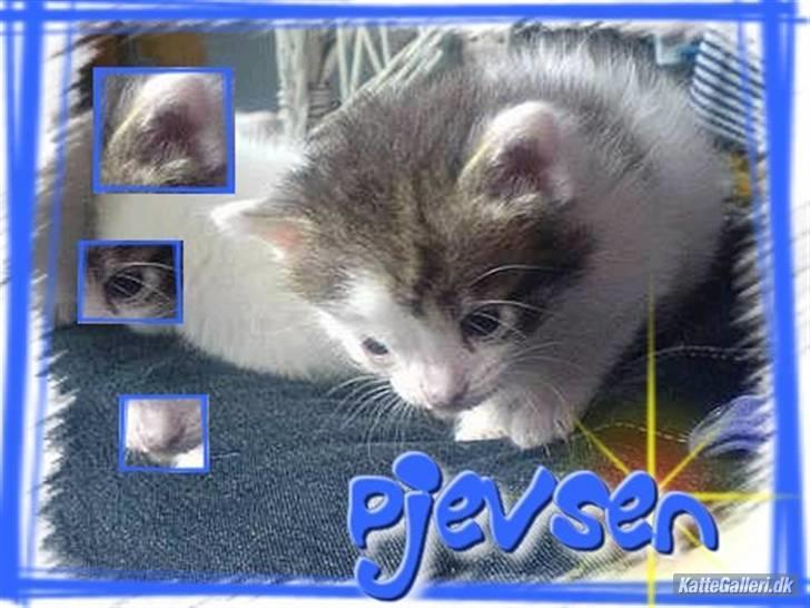 Huskat Pjevsen **OBS** !!!VÆK!!! - hei alle og velkommen til min profil smid en karakter og kommentar, og hvis du synes der  er noget der skal laves så skriv endelig men vi tager da også gerne i mod ros;-) (rigtig flot billede redigeret af Nathia P)  billede 1