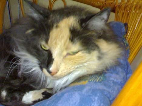 Blanding af racer picaso R.i.p billede 3