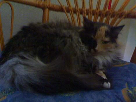 Blanding af racer picaso R.i.p billede 4