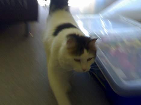 Blanding af racer Dalie billede 9