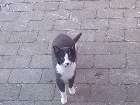 Huskat Mis billede 19