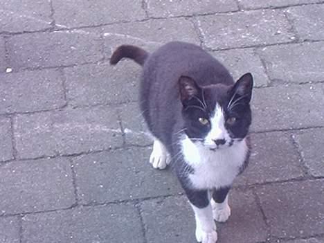 Huskat Mis billede 20