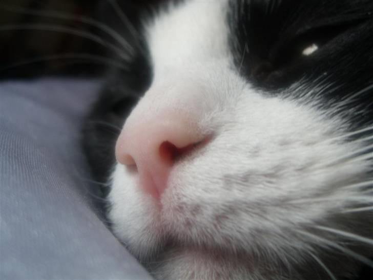 Huskat Felix - Også nuttet tæt på... billede 4