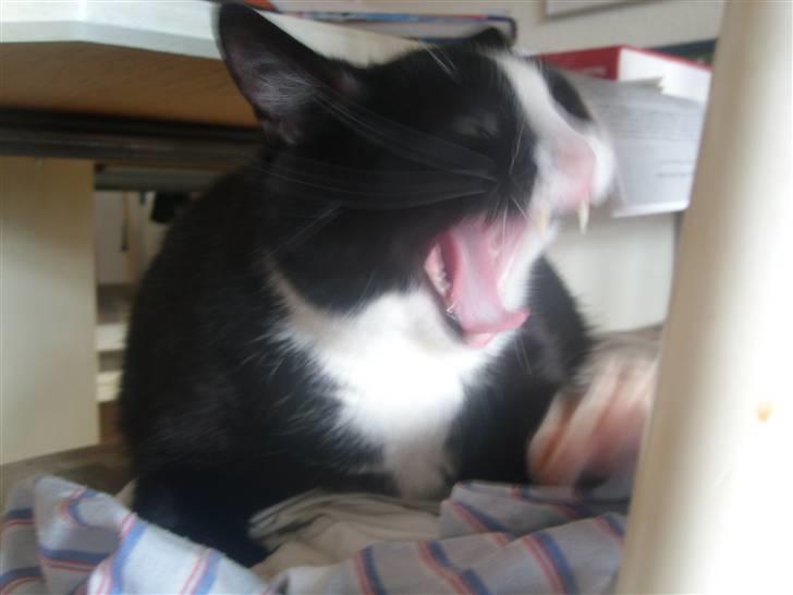 Huskat Felix - Gaber da lige... billede 5