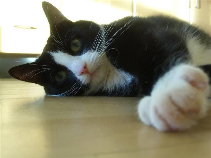 Huskat Felix - Jeg kan næsten nå dig! billede 6