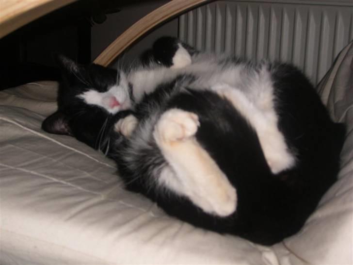 Huskat Felix - ZzZ... så nuttet jeg er nå jeg sover... billede 7