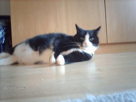 Huskat Felix - Liggende flyder...hehe! billede 8