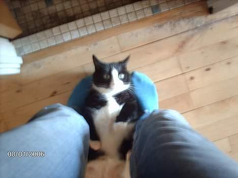 Huskat Felix - Åhåh hun fik mig! Jeg overgiver mig...! billede 9