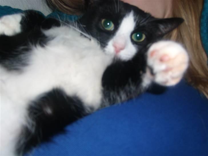 Huskat Felix - Hvem dér? billede 10