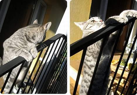 Huskat Malou billede 19