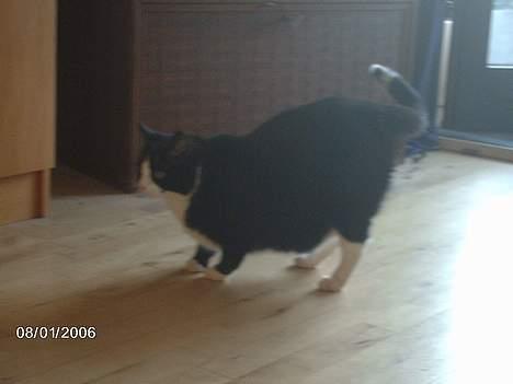 Huskat Felix - Hov hvad var det!? billede 11