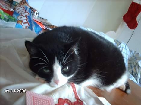 Huskat Felix - ZzZ slumre slumre slumre... billede 12