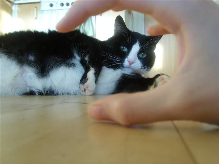 Huskat Felix - Talk to the hand xD billede 13