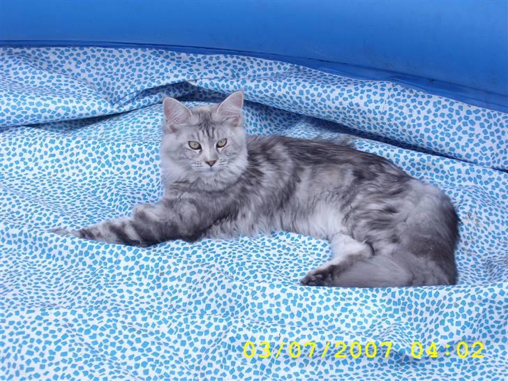 Maine Coon Ziya - R.I.P 7/12 2021 <3 - Kan nu bedst lide poolen uden vand ;o) billede 1