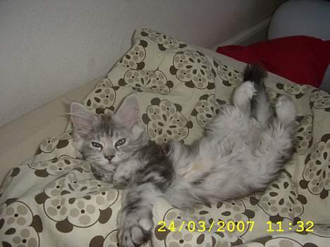 Maine Coon Ziya - R.I.P 7/12 2021 <3 - Godmorgen, så smuk er en prinsesse når hun vågner... billede 2