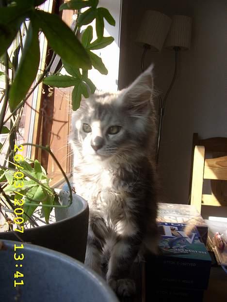 Maine Coon Ziya - R.I.P 7/12 2021 <3 - Sidder lige og overvejer om jeg bare skal nyde solen eller dræbe bomsten....blomsten fik lov til at leve. billede 3
