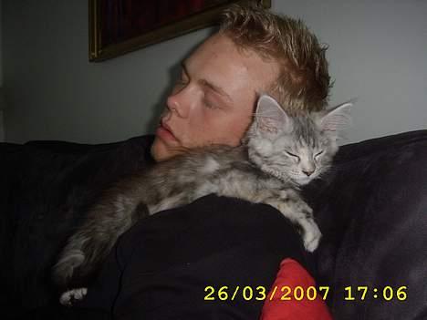 Maine Coon Ziya - R.I.P 7/12 2021 <3 - Min menneskefar og jeg har det vist bare bedst når vi slapper totalt af. billede 4