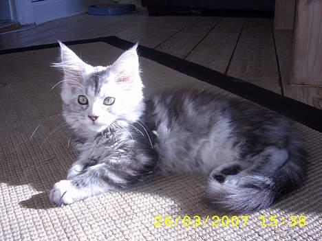 Maine Coon Ziya - R.I.P 7/12 2021 <3 - Nu er solen endelig kommet og så skal den da også nydes. billede 5