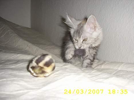 Maine Coon Ziya - R.I.P 7/12 2021 <3 - Så er der lige endnu en stakkels mus der må lade livet, efter den har mistet halen. billede 6