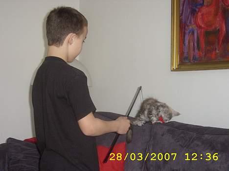 Maine Coon Ziya - R.I.P 7/12 2021 <3 - Sebastian og jeg leger lige lidt, med en mus jeg ikke selv bestemmer helt over. billede 7