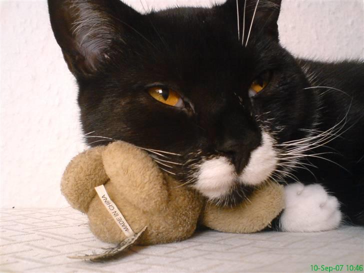 Blanding af racer - British shorthair :Nico - Puha...tror jeg er ved at blive gammel ;) he he.. billede 1