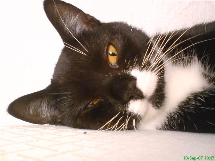 Blanding af racer - British shorthair :Nico - Efter et par timers leg... billede 2