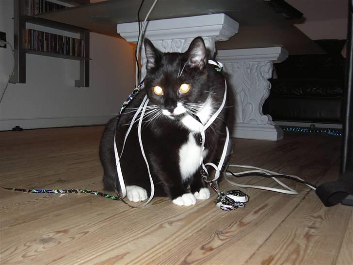 Blanding af racer - British shorthair :Nico - Happy newyear... billede 3