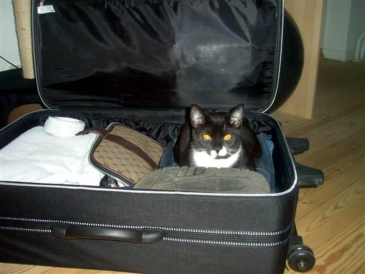 Blanding af racer - British shorthair :Nico - Hvis I rejser, så tager jeg med.. billede 4