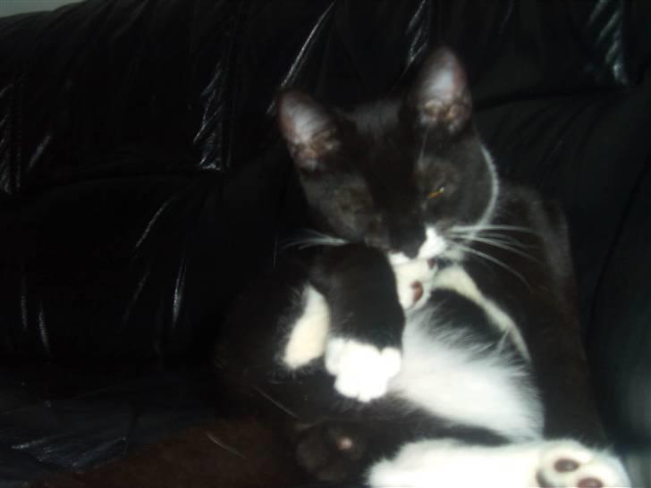 Blanding af racer - British shorthair :Nico - Er lige i bad... billede 5