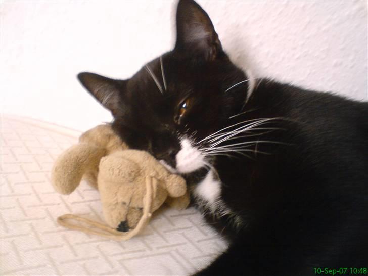 Blanding af racer - British shorthair :Nico - Og nu, en lille lur... billede 6