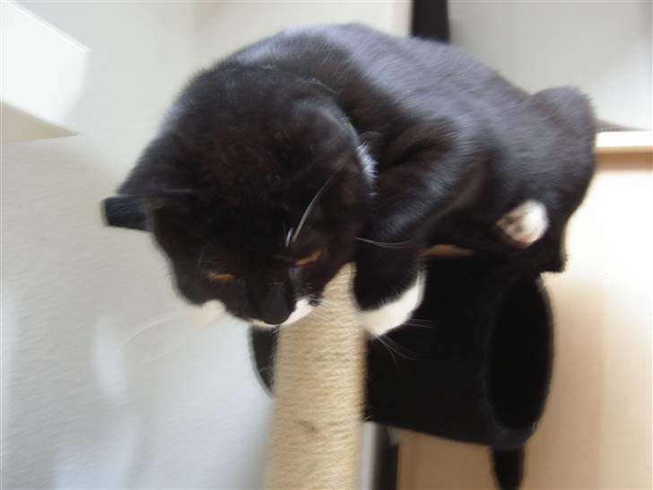 Blanding af racer - British shorthair :Nico - Bare kom an... billede 7