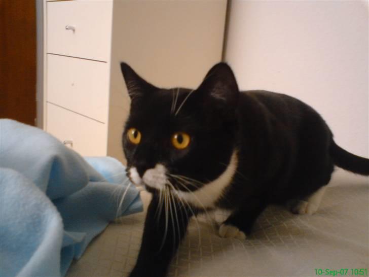 Blanding af racer - British shorthair :Nico - Jeg sniiiger mig ind på byttet... billede 8