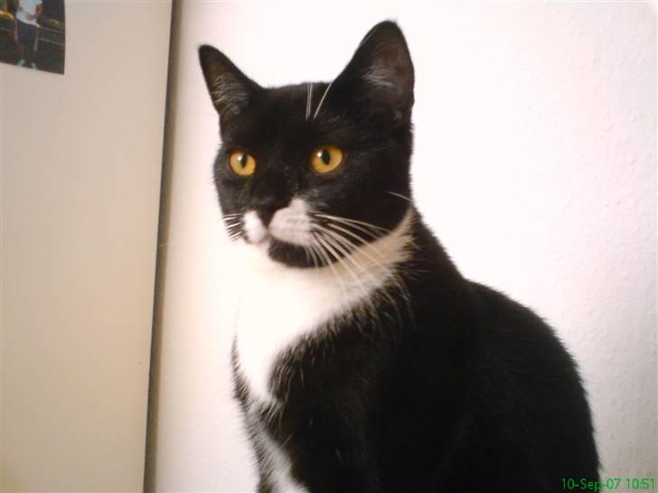 Blanding af racer - British shorthair :Nico - THE KING... :) billede 9