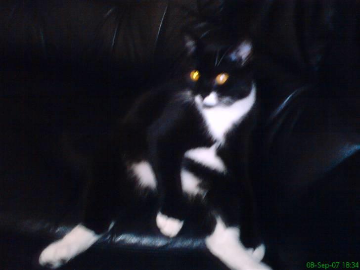 Blanding af racer - British shorthair :Nico - Nogen der siger jeg er ved at blive tyk. Passer ik;) billede 10