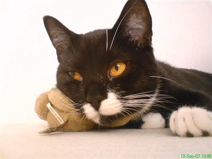 Blanding af racer - British shorthair :Nico - mmmh, min puttebamse :) billede 11