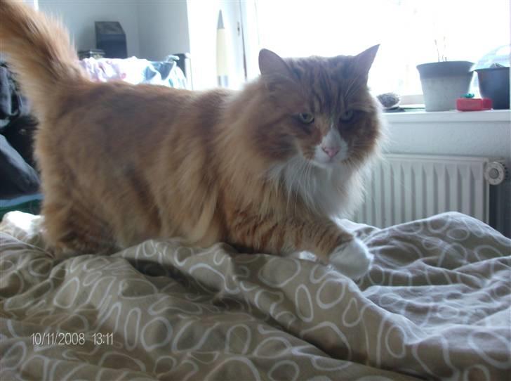 Norsk Skovkat Felix - Så er mit album også blevet opdateret... Kan ikke altid flygte fra kameraet.. billede 1