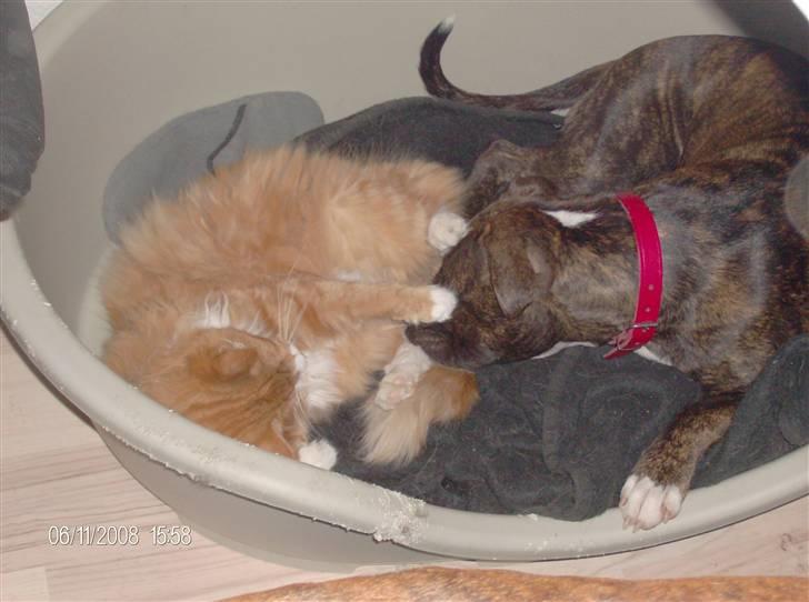 Norsk Skovkat Felix billede 2